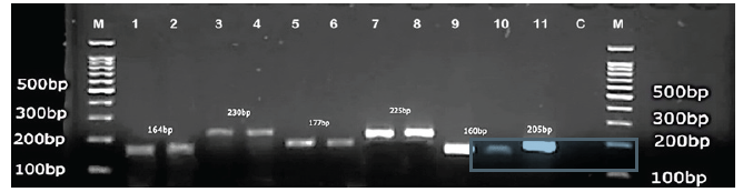 DNA ladder 100bp (Transgen Biotech), C. albicans, (1,2): C. tropicalis (3,4) : C. lusitaniae (5,6) : C. dubliniensis (7,8): C. glabrata (9,10), 11: Cryptococcus gattii (11): C: negative control (12) 1 M: DNA molecular marker