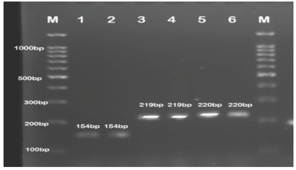 PCR products of three (3) different Candida species viz., C. glabrata (1,2), C. lusitaniae (3,4), C. parapsilosis (5,6) 100bp DNA Ladder (M).