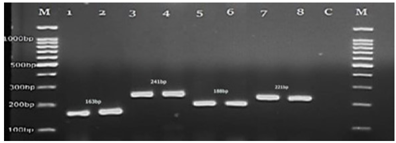 DNA marker (M), Candida tropicalis (1,2), C. dubliniensis (3,4), C. glabrata (5,6), C. parapsilosis (7,8), negative control (9) and DNA marker (100bp).