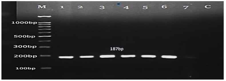 PCR amplified products of ITS2 gene of Rhodotorula mucilaginosa (lane 1-7) 100bp DNA marker (M) (Transgen Biotech) and negative control (C).