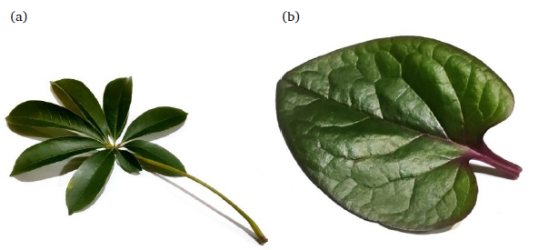 (a) Ceiba pentandra, (b) Basella rubra.