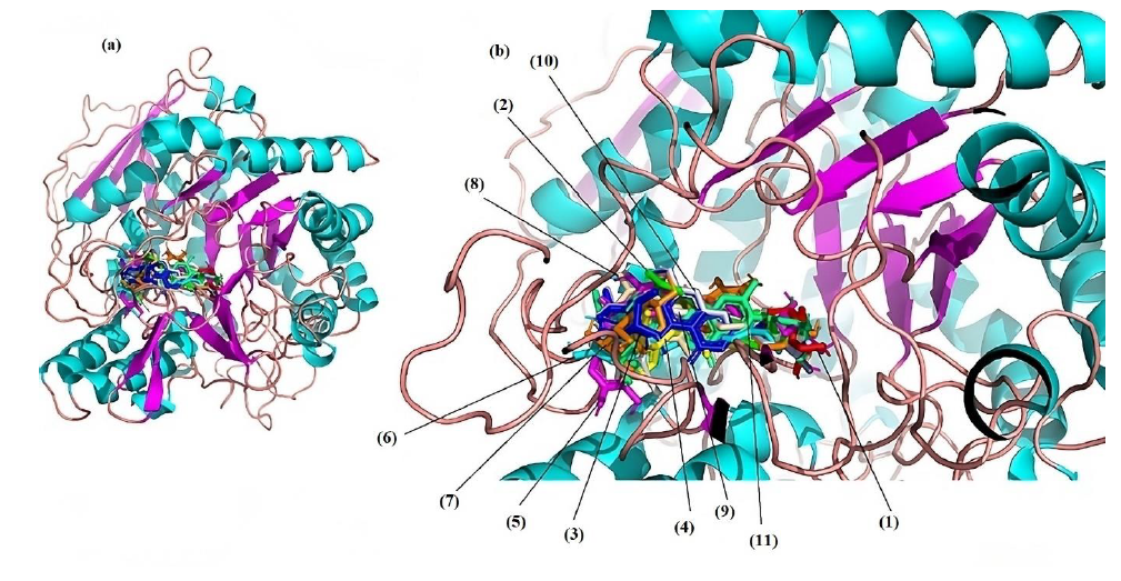 Super impose of the interaction of the selected compounds with 3A4A protein: (a) normal protein; (b) zoom 20 Å. (1) Native ligand; (2) Quercetin; (3) m-Coumaric acid; (4) cis-β-d-Glucosyl-2-hydroxycinnamate; (5) Luteolin 7-rhamnosyl(1->6)galactoside; (6) Avenanthramide 2s; (7) Robinetin 3-rutinoside; (8) Melanoxetin; (9) Scutellarein 7-glucoside; (10) Torosaflavone B 3’-O-β-d-glucopyranoside; (11) 2’’-O-α-l-Rhamnosyl-6-C-fucosyl-3’-methoxyluteoiin.