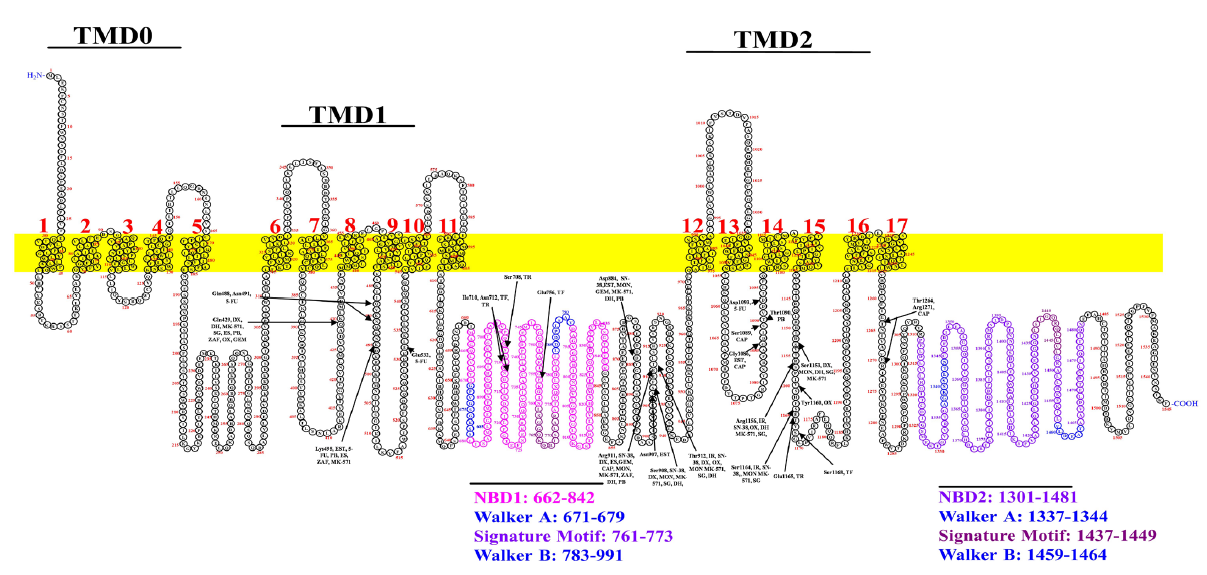 Predicts the binding sites of anticancer drugs and inhibitors with MRP2. Drugs are represented with abbreviations; Irinotecan, IR; SN-38, Estradiol, EST; Doxorubicin, DX; Estrone sulfate, ES; Capecitabine, CAP; Trifluridine, TF; Oxaliplatin, OX; Gemcitabine, GEM; Tipiracil, TR; 5-Fluorouracil, 5-FU; Monte-lukas, MON;, Zafirlukast, ZAF; Dihydromyricetin, DH; S-(2,4-dinitrophenyl) glutathione, SG; MK-571; and Probenecid, PB.The NBD1 & NBD2 and conserved regions are depicted in distinct colors.