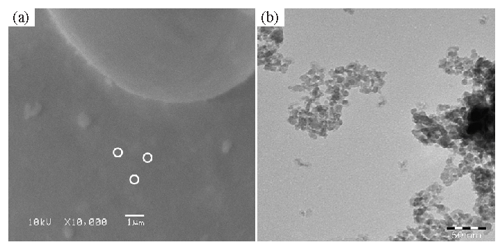 (a) Display the SEM image of synthesized γ-Al2O3NPs received at low magnification. White circles show the individual fine particles, whereas (b) illustrates the TEM Image of γ-Al2O3 QDs. QDs: Quantum dots.