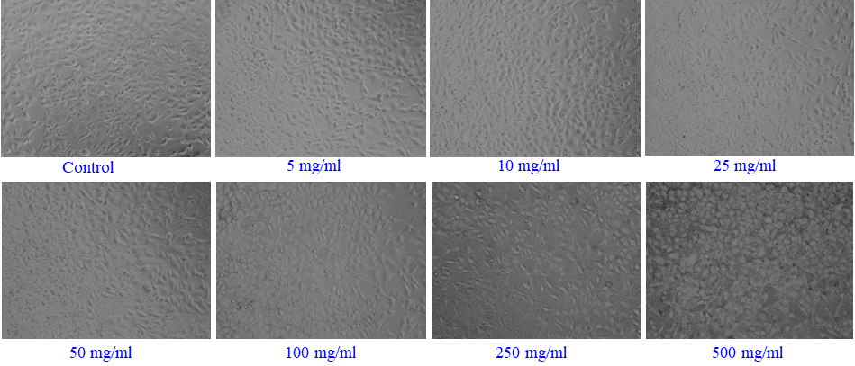 γ-Al2O3NPs -induced morphological changes in A-549 cells. Cells were exposed to Al2O3-NPs at various concentrations for 24 hrs. Images were taken using phase contrast inverted microscope at 20x magnifications.
