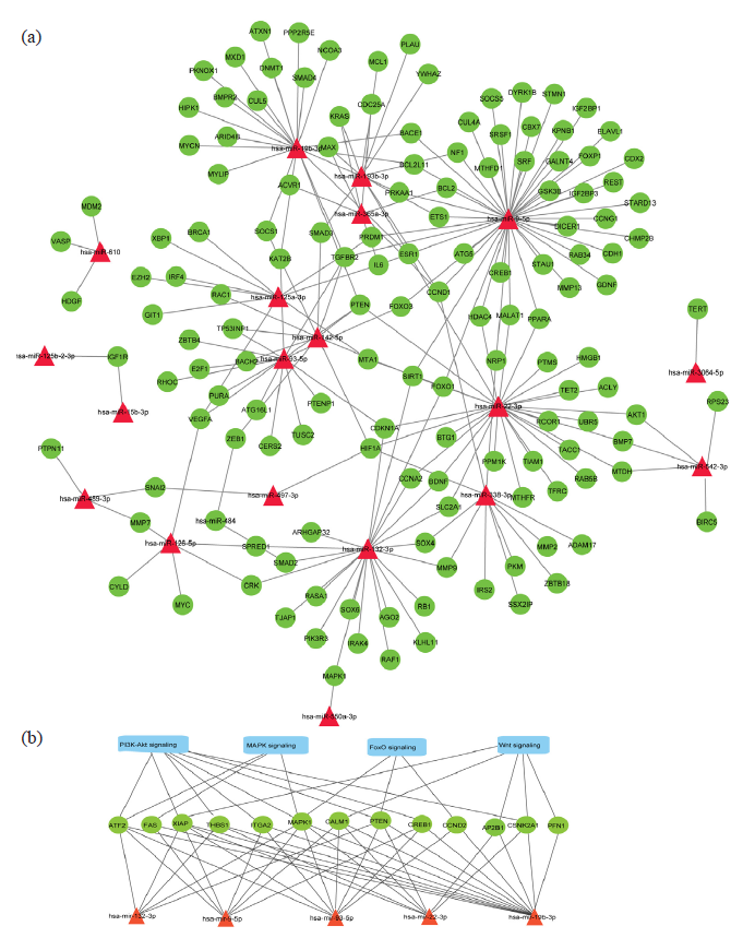 (a) Predicted regulatory networks of differentially expressed miRNAs and their target genes associated with T2D. Red triangular shapes represent miRNAs, and green ellipses represent target genes associated with T2D. (b) Wnt, PI3K-Akt, MAPK, and FoxO signaling pathways are intricately linked to the target genes regulated by miRNAs.