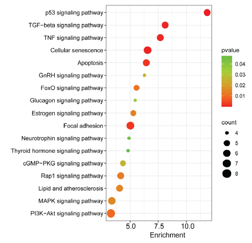 Significantly enriched KEGG pathways of genes targeted by miRNAs. Dot size indicates the gene count, where “count” represents the number of genes associated with each pathway. The dot colour denotes the p-values of pathways, and the x-axis represents fold enrichment. KEGG: Kyoto encyclopedia of genes and genomes. TGF-beta: Transforming growth factor beta, TNF: Tumor necrosis factor, GnRH: Gonadotropin-releasing hormone, FOXO1: Forkhead box protein O1, cGMP: Cyclic guanosine monophosphate, PKG: Protein kinase G, Rap1: Ras-associated protein-1, MAPK: Mitogen-activated protein kinase, PI3K: Phosphoinositide 3-kinase, Akt: Protein kinase B.