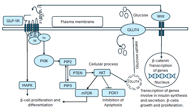 Diagrammatic representation of intracellular signaling pathways activated by liraglutide via GLP-1 receptor in pancreatic β-cells. GLP-1R: Glucagon-like peptide-1 receptor, MAPK: Mitogen-activated protein kinase, PI3K: Phosphoinositide 3-kinase, PIP2: Phosphatidylinositol 4,5-biphosphate, PIP3: Phosphatidylinositol 3,4,5-triphosphate, PTEN: Phosphatase and tensin homologue, AKT: Protein kinase B, mTOR: Mechanistic target of rapamycin, FOXO1: Forkhead box protein O1, GLUT4: Glucose transporter 4.